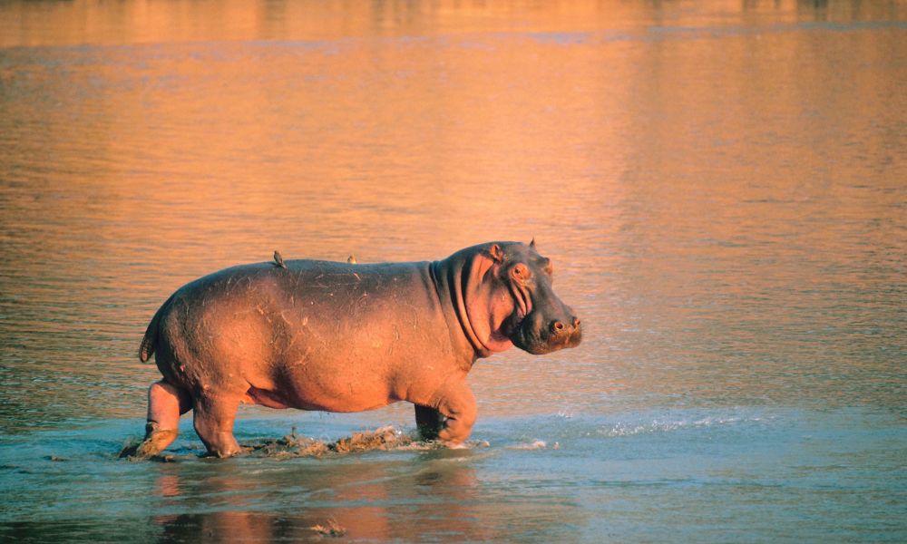 hippo