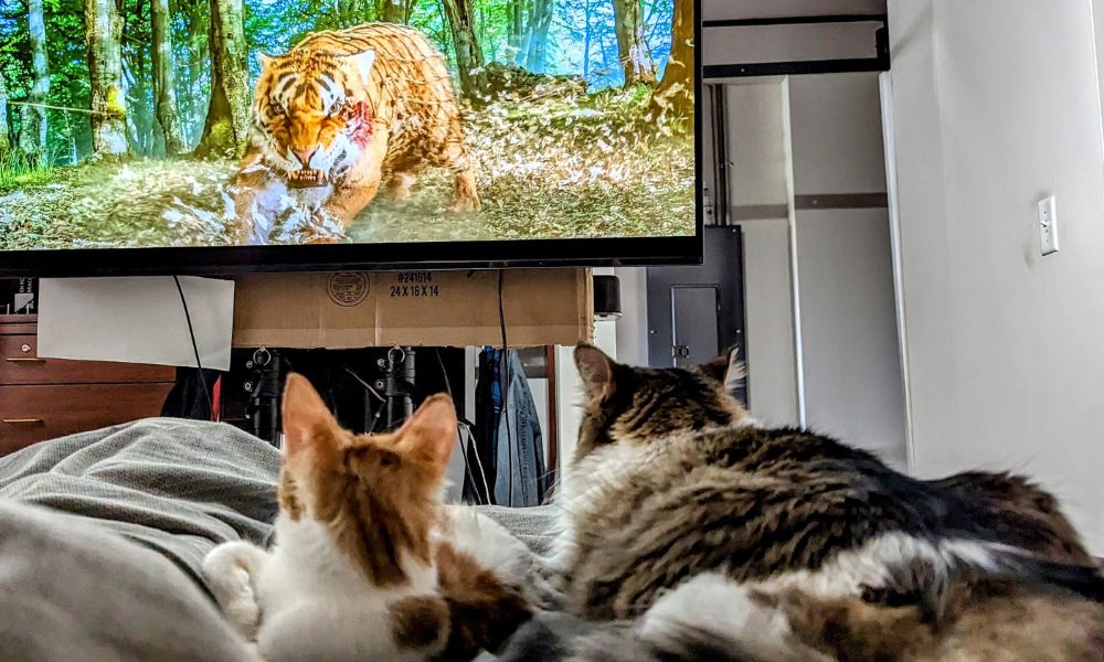 gatos mirando televisión