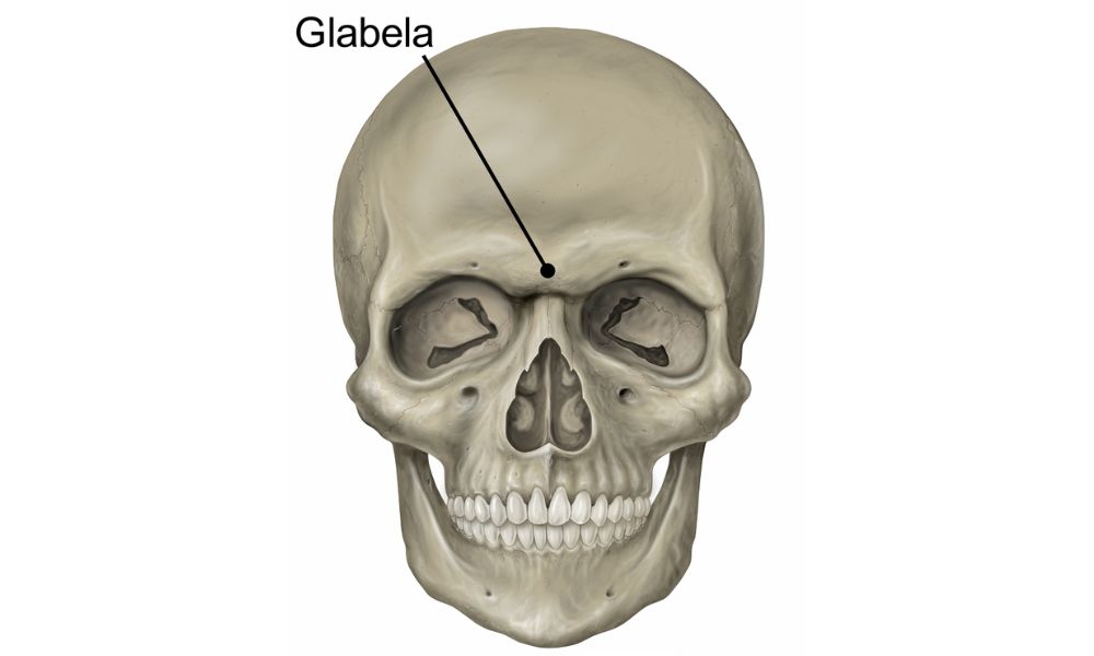 glabela en un cráneo humano