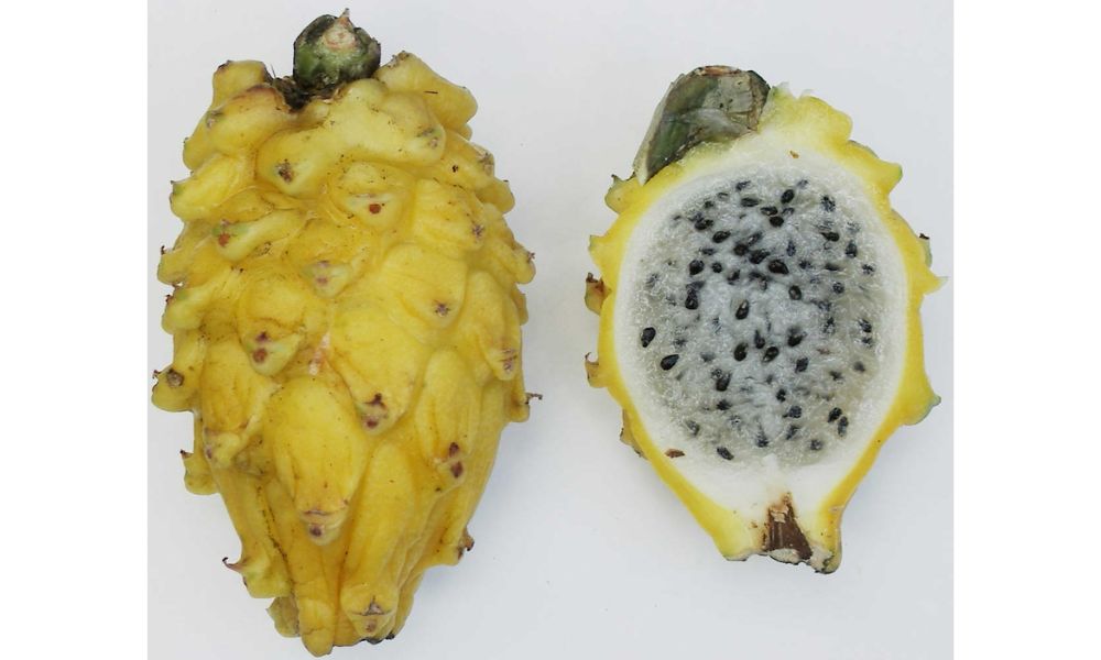 Pulpa de una fruta del dragón.