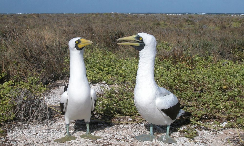 Naturaleza en la isla Howland de Estados Unidos.