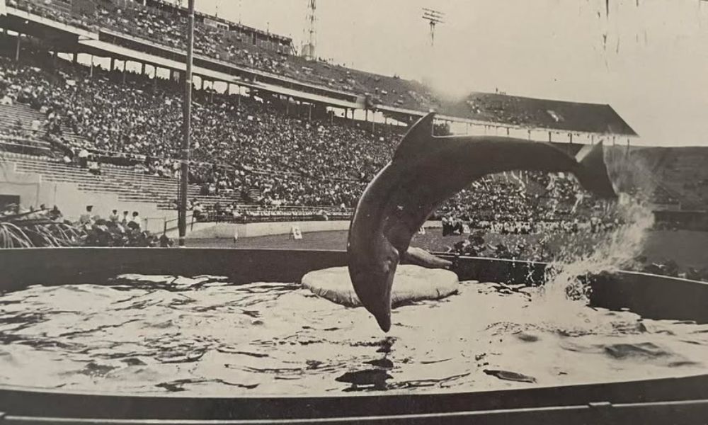 delfín en un estadio de futbol americano