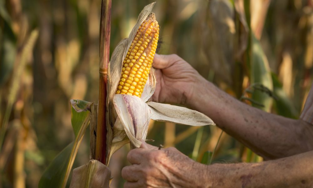 La economía de los Michilingües se basaba principalmente en el cultivo del maíz