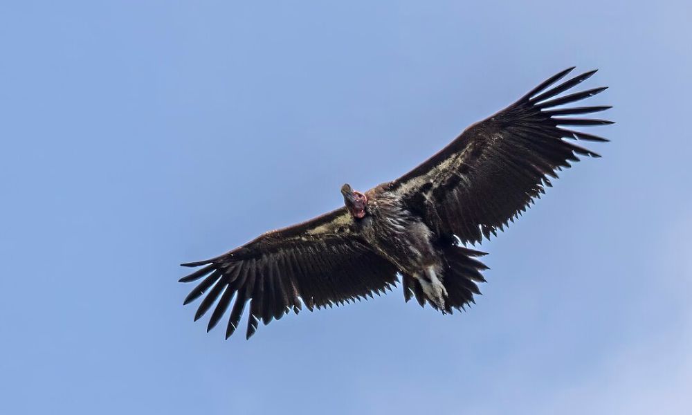 Un buitre orejudo volando.