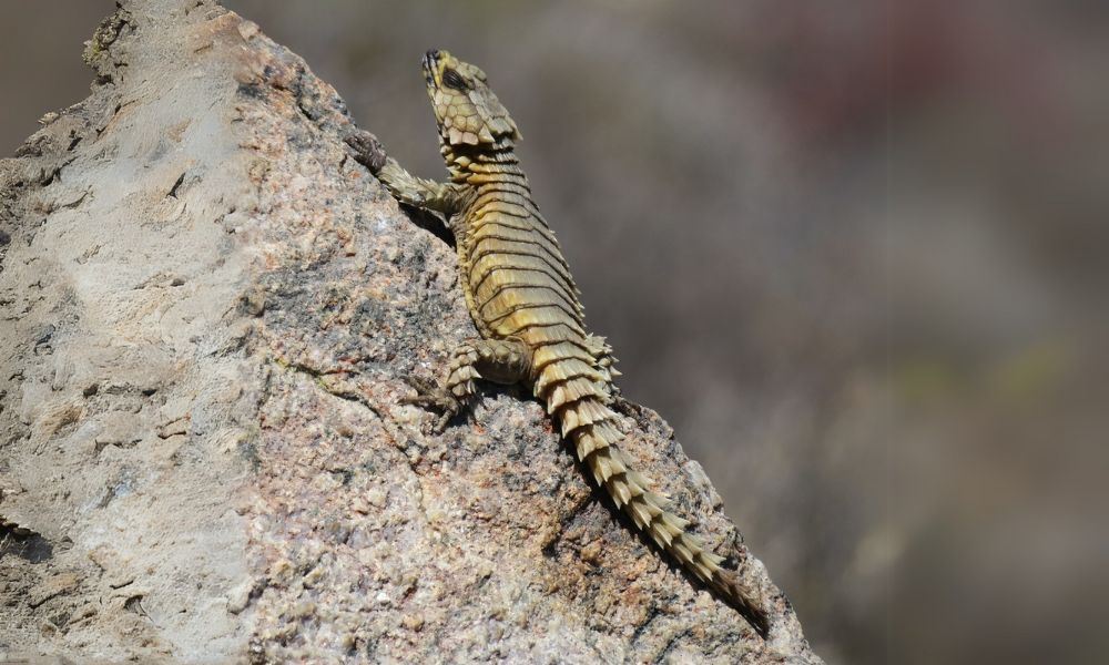 lagarto armadillo