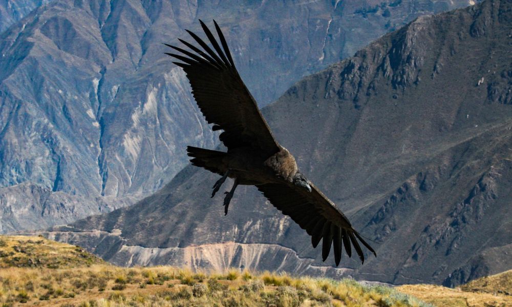 Vuelo del cóndor californiano