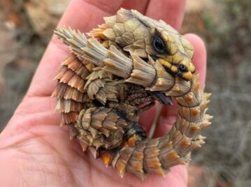 lagarto armadillo enrollado hecho bola