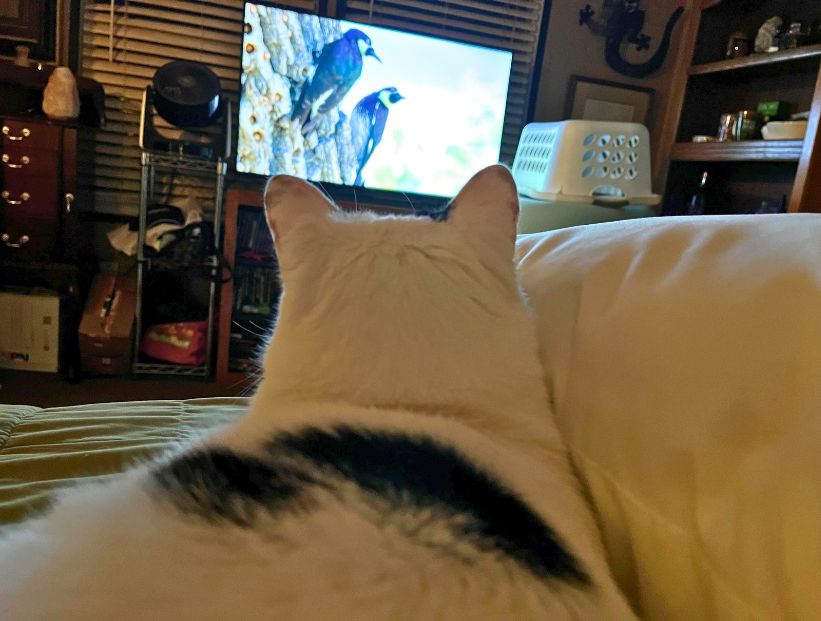 gatos mirando una pantalla con peliculas series videos y televisión