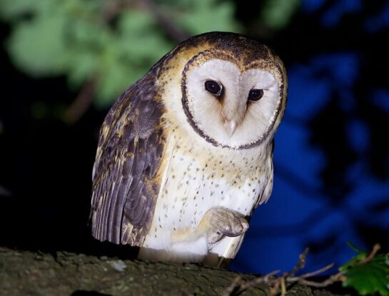 ¿Cuál es la lechuza más grande del mundo y dónde habita?