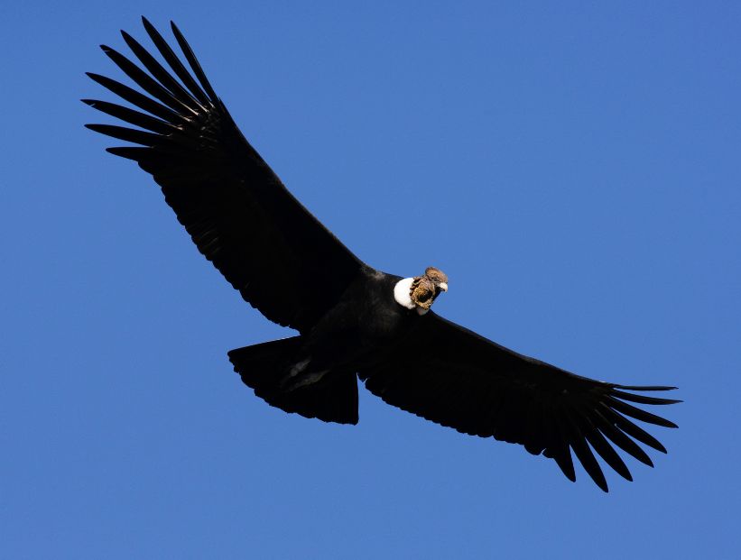 Cóndor de California, el ave voladora más grande de Norteamérica