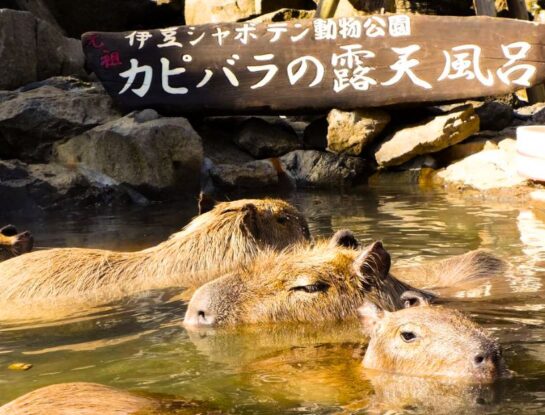 ¿Por qué los carpinchos abundan en Japón?