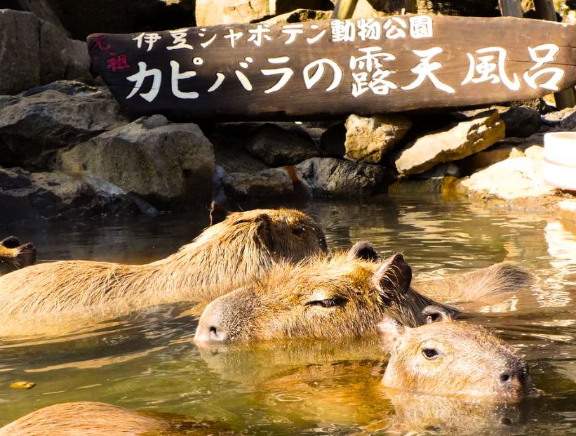 carpinchos en japón