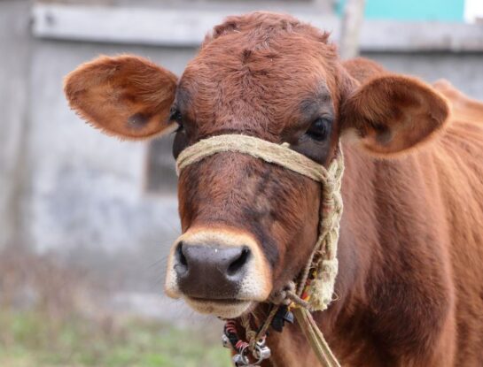 ¿Cuál es la historia de la frase "tener la vaca atada"?
