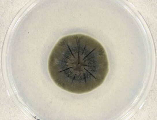 Chernóbil: científicos encuentran un hongo que se alimenta de la radiación