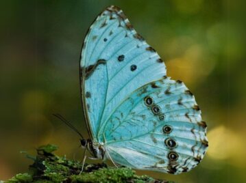 mariposa bandera argentina