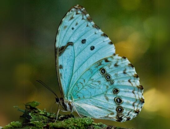 Mariposa bandera argentina: el insecto que lleva los colores de una nación en las alas