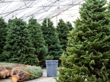 árboles pinos talados para navidad