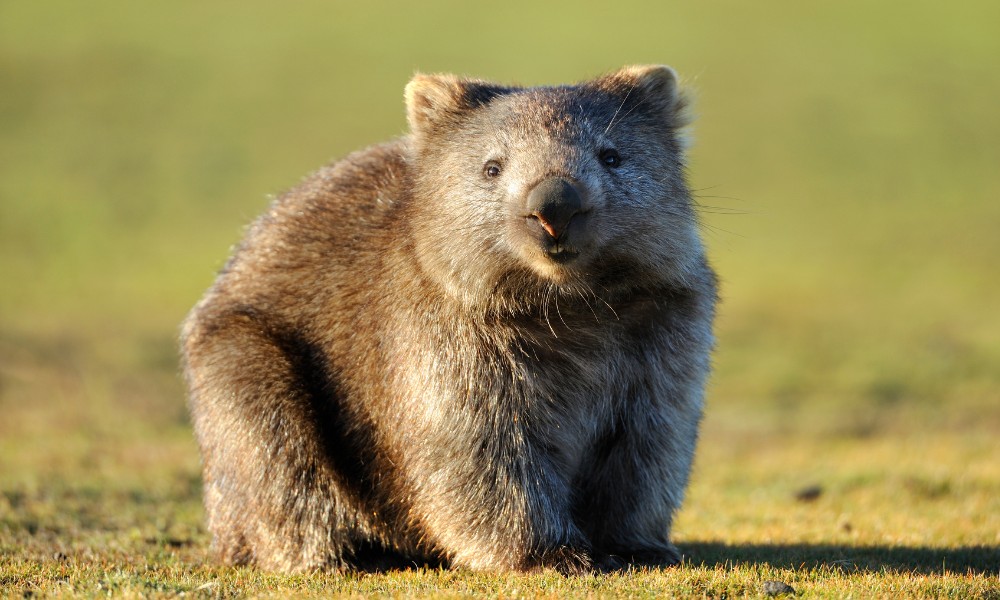 Wombat animales que empiezan con w