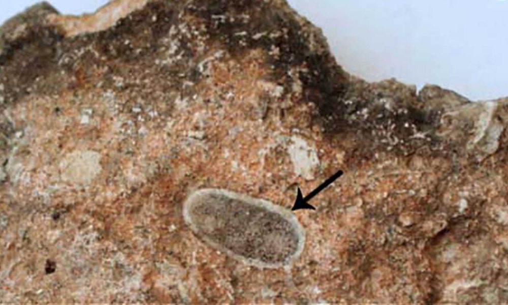 foramen magnum del Niño de Taung