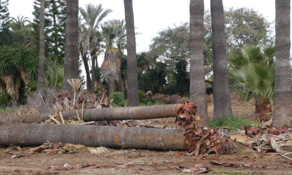 palmeras deforestación no sustentable