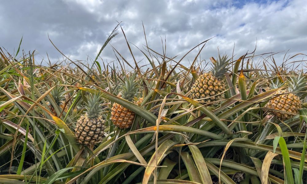 plantación de piña