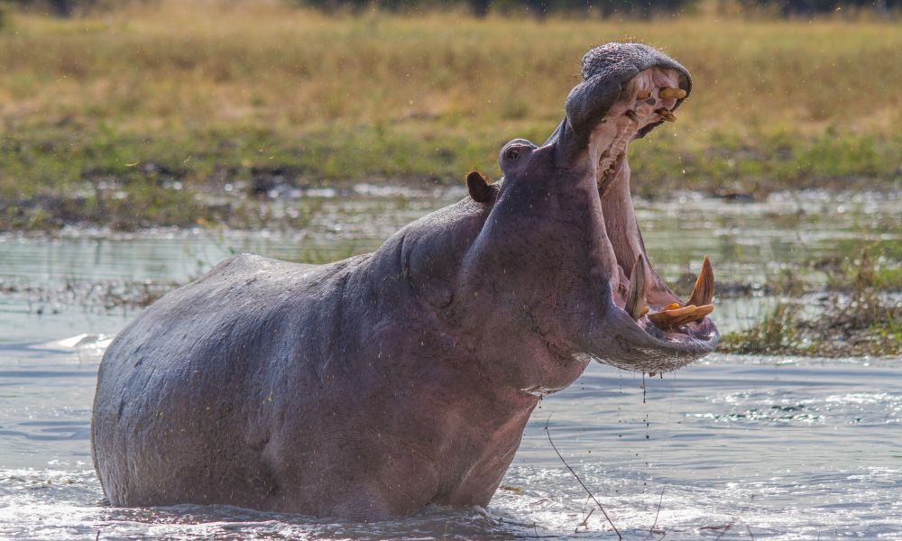 animal en lago