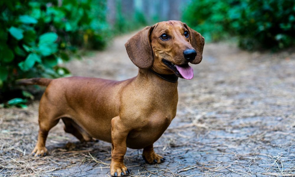 perro salchicha gordo bachicha