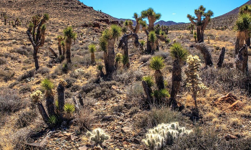 Paisajes cercanos al punto más bajo de Estados Unidos.