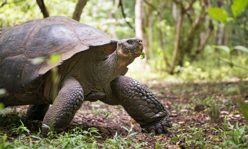 Islas Galápagos de Ecuador