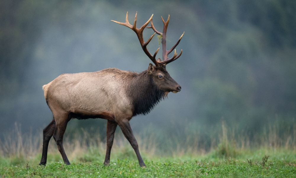 qué animal es el wapiti