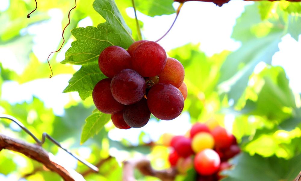 Ejemplo de producción de uvas.