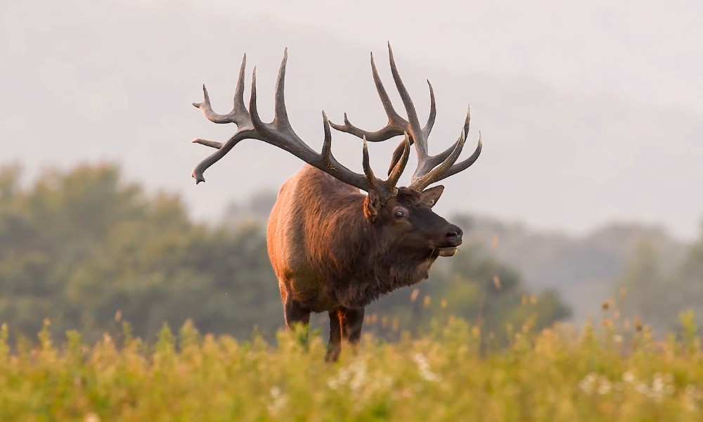 características del wapiti