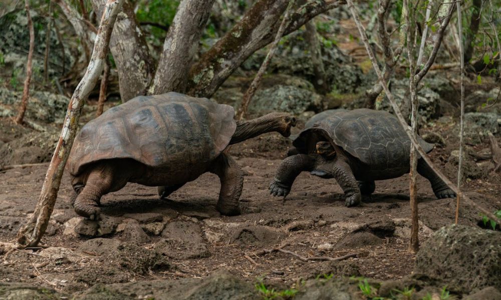 Tamaño de las tortugas de las Islas Galápagos