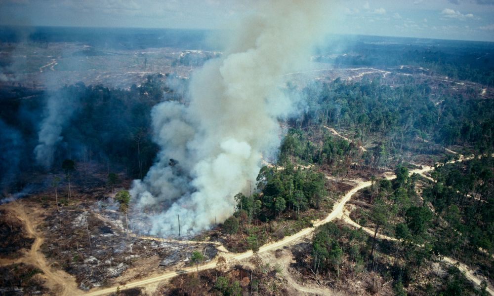 año más caluroso de la historia - incendio forestal