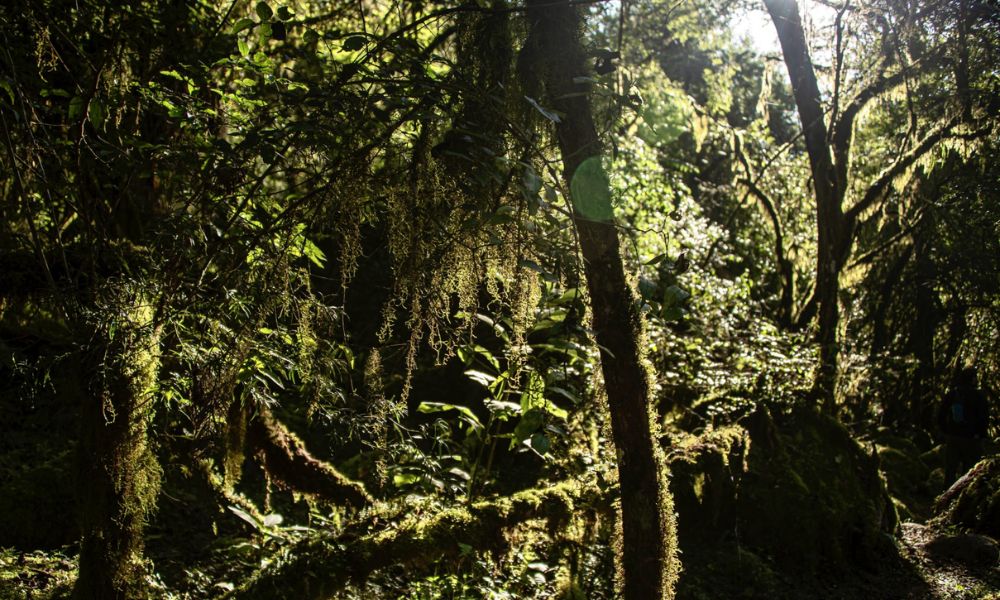 Parque Nacional Baritú