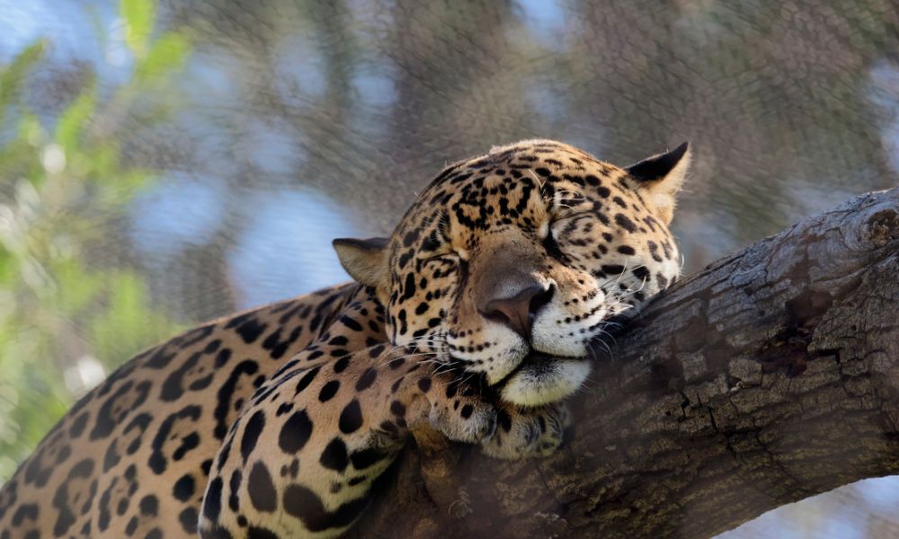 yaguareté durmiendo sobre un árbol