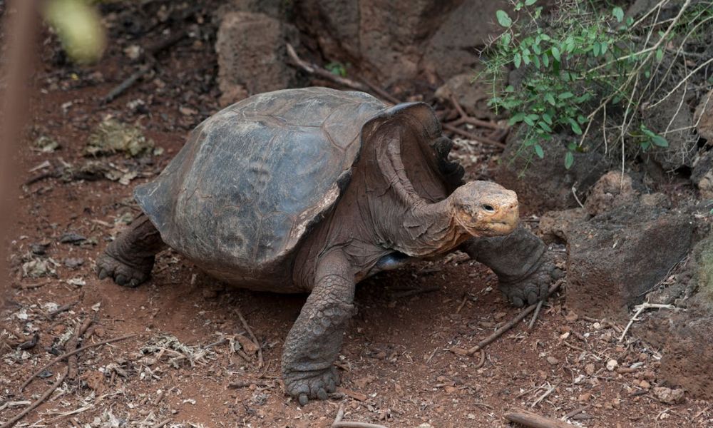 Tortugas de las Islas Galápagos