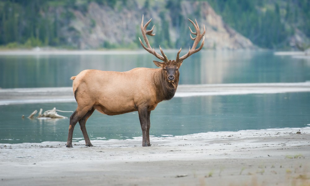 Wapiti animales que empiezan con w