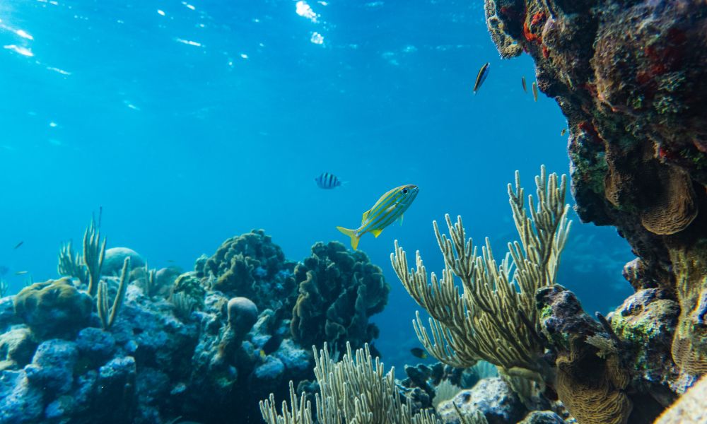 peces y corales bajo el agua