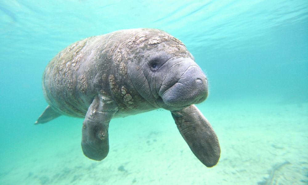 manatí bajo el agua en el océano