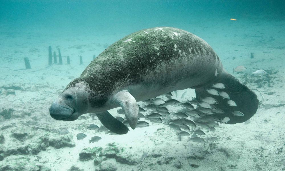 manatí con peces