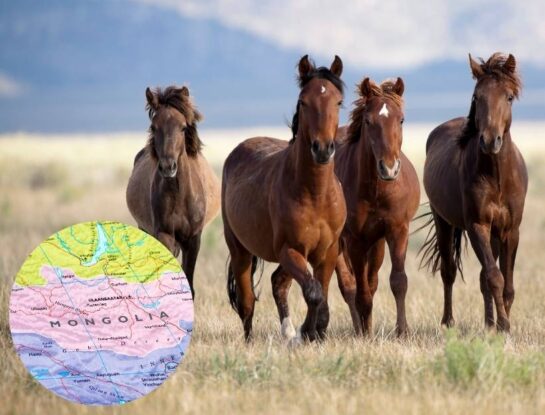 ¿Sabías que en Mongolia hay más caballos que personas?