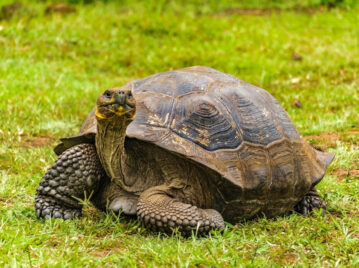 Tortuga de las Islas Galápagos