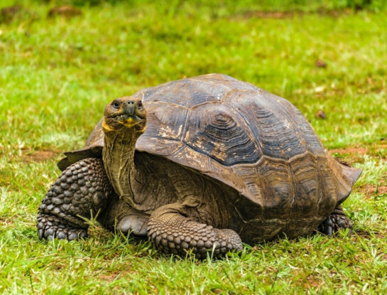¿Por qué hay tortugas gigantes en las Islas Galápagos?