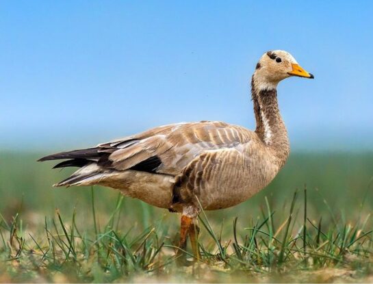 Ganso indio: una de las pocas aves que pueden sobrevolar las montañas más altas del Himalaya