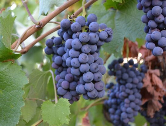 ¿Sabías que Argentina está entre los 10 países con mayor producción de uvas?