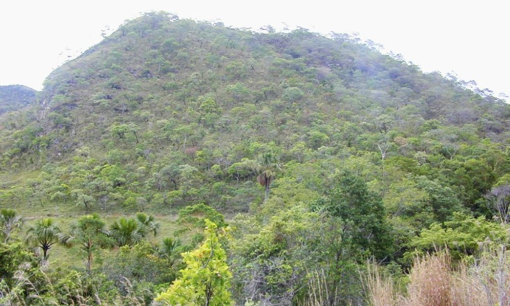 Naturaleza del Cerrado.