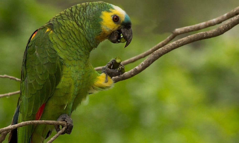 Animal que le da el nombre al parque provincial Loro Hablador.