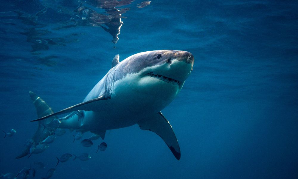 Contender tiburón blanco en Estados Unidos