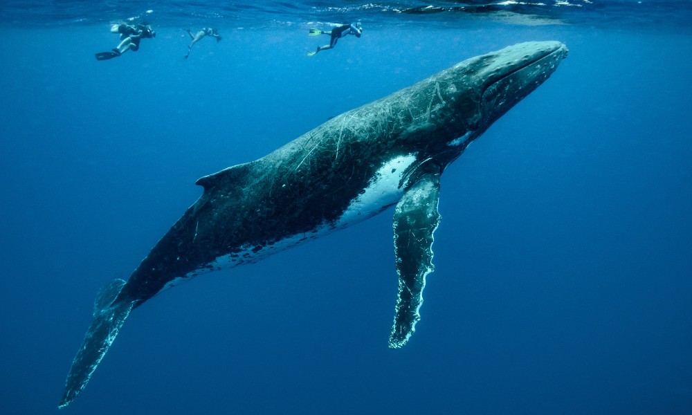 Ballena nadando con personas